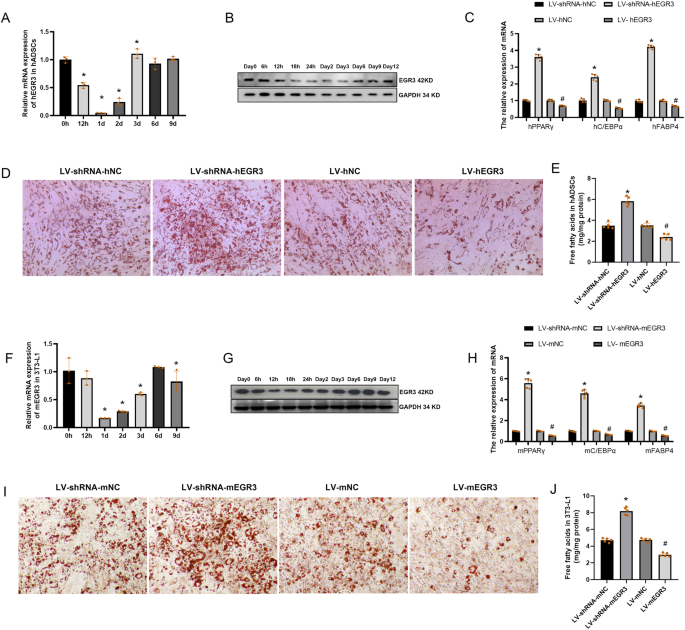 Fig. 3: The EGR3 negatively regulates adipogenesis in hADSCs and 3T3-L1.