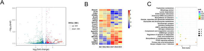 Fig. 5: The RNA-seq results of over-expressing EGR3.