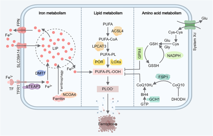 glutathione peroxidase gsh-px on iron ncbi Enhanced protocol for measuring activity using a new glutathione peroxidase-Tiron assay Ferroptosis and Iron Homeostasis: Molecular