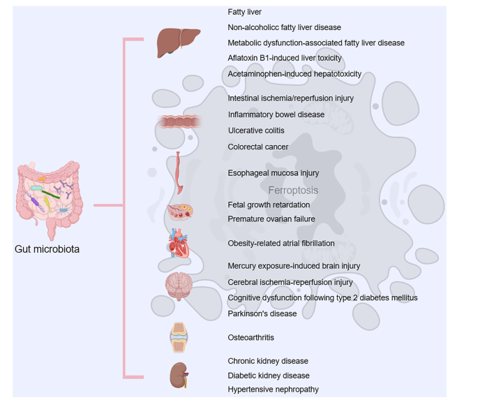 glutathione before or after meal Best Time to Take Glutathione Tablets: Morning or Night