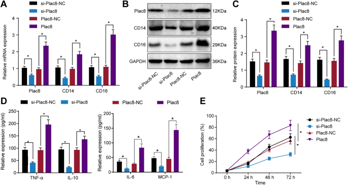 Fig. 2: Effects of plac8 on peripheral blood mononuclear cell proliferation in septic patients.