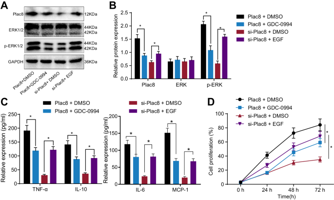 Fig. 3: Plac8 affects septic mononuclear cell proliferation by regulating the ERK pathway.