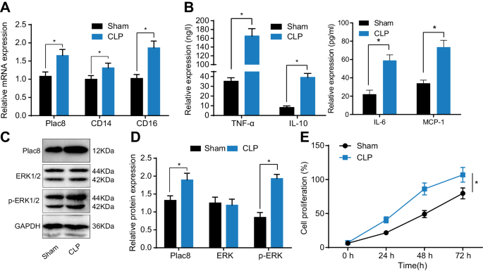 Fig. 4: Construction of septic mouse model.