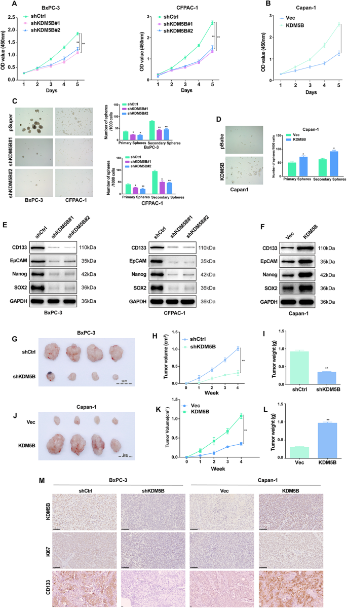 Fig. 2: KDM5B Promotes PDAC Cells Stemness and proliferation.