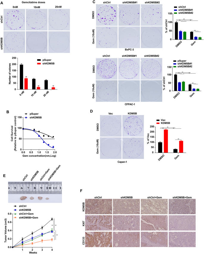 Fig. 3: KDM5B suppresses the chemosensitivity of PDAC cells.