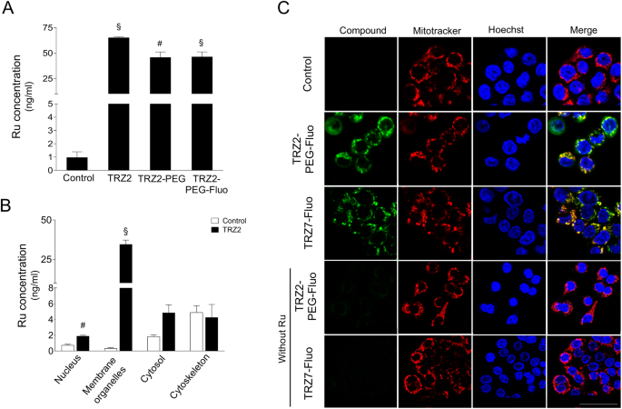 Fig. 2: Ru-TRZ hybrids enter HT29 cancer cells and accumulate preferentially in mitochondria.