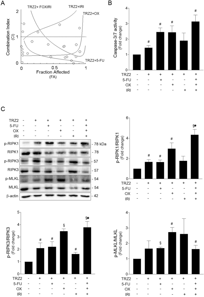 Fig. 6: TRZ2 acts synergistically with conventional chemotherapeutics and potentiate cytotoxic effects.