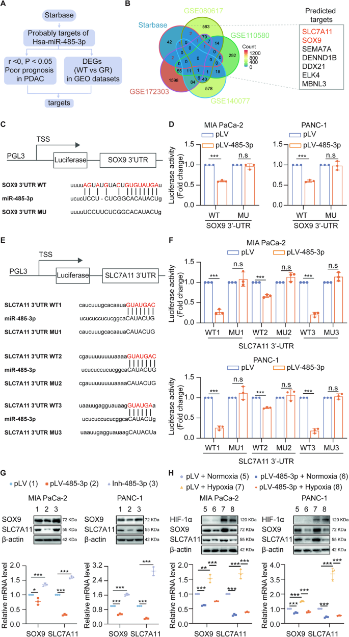 Fig. 2: SOX9 and SLC7A11 are targets of miR-485-3p.