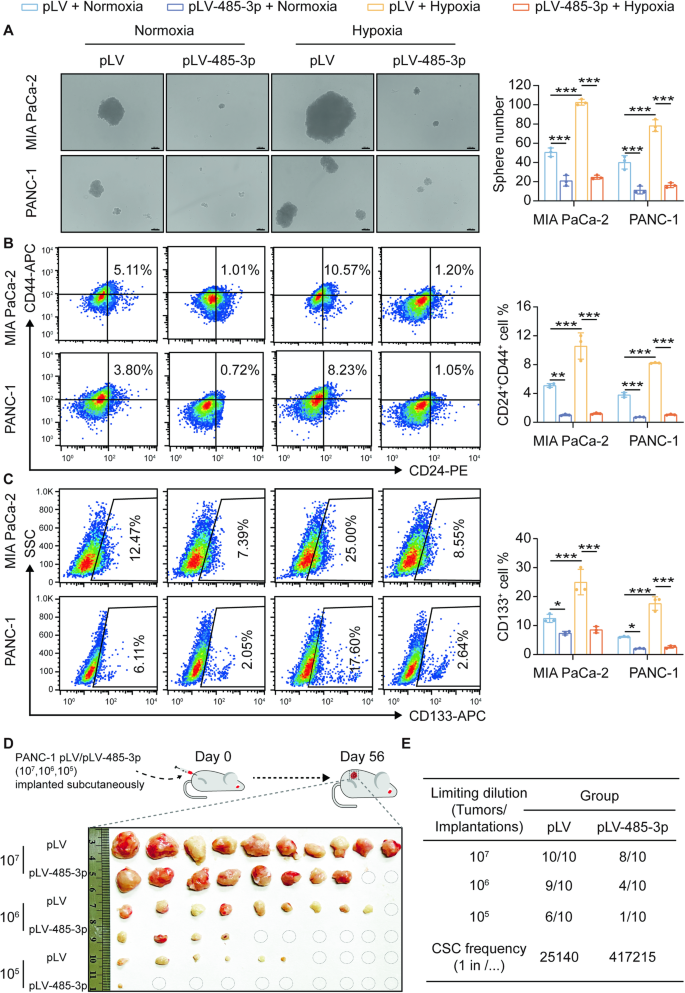 Fig. 3: MiR-485-3p suppresses the stemness of PDAC cells under hypoxic conditions.