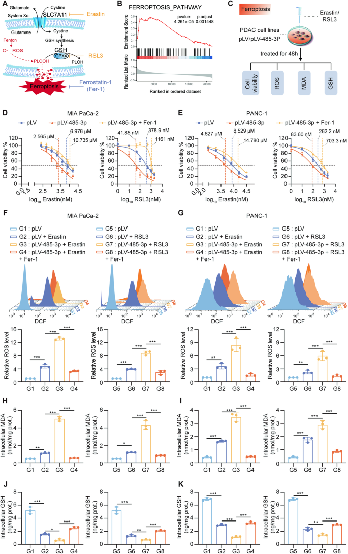 Fig. 4: miR-485-3p promotes ferroptosis.