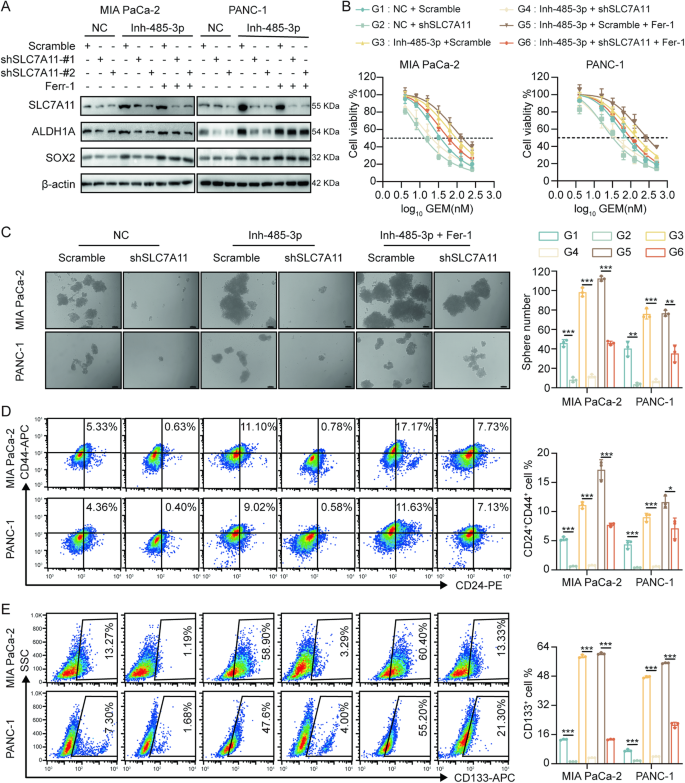 Fig. 5: miR-485-3p regulated stemness and chemosensitivity of PDAC cells through SLC7A11-mediated ferroptosis.