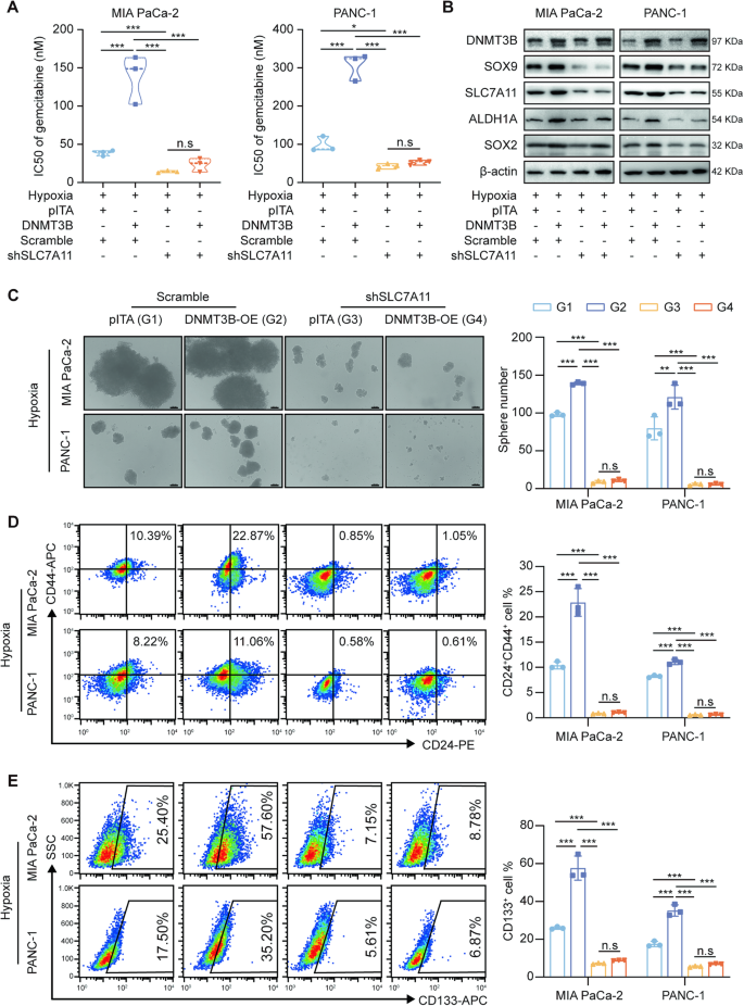 Fig. 7: DNMT3B-SLC7A11 regulates stemness and chemosensitivity in PDAC cells.