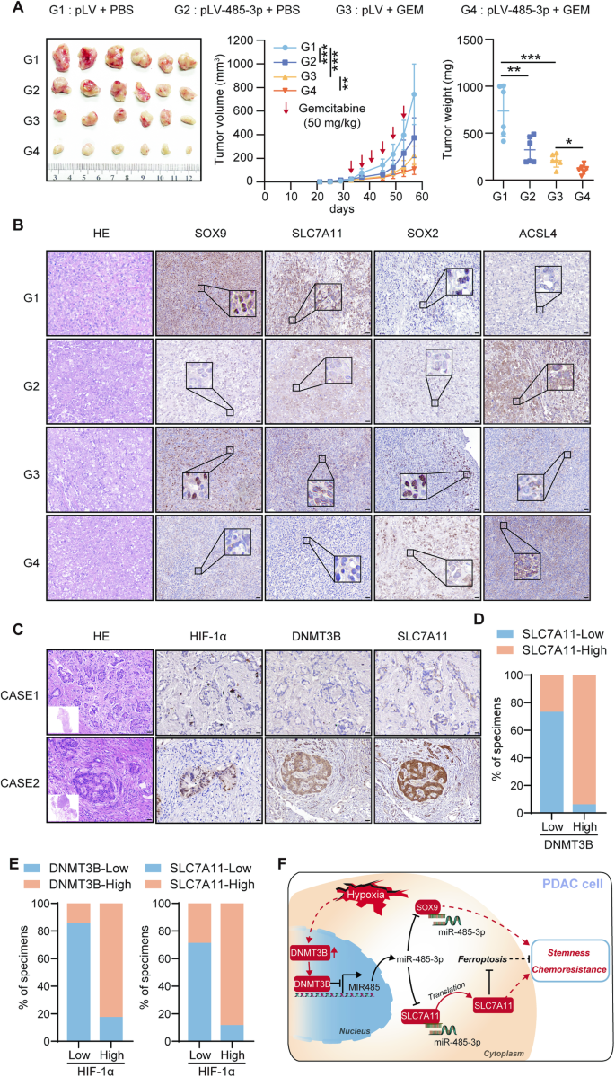 Fig. 8: MiR-485-3p increased chemosensitivity in vivo and the correlation between DNMT3B and SLC7A11 expression in patients with pancreatic cancer.