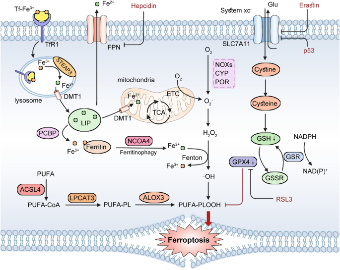 Fig. 3: Molecular mechanisms of ferroptosis.