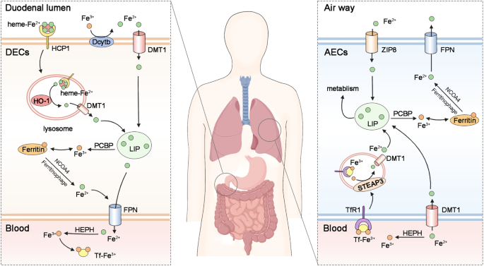 Fig. 4: Iron homeostasis in the lungs.