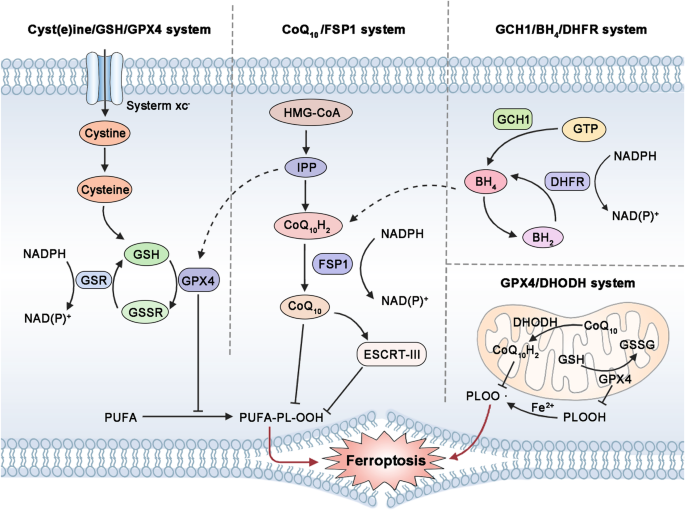 Fig. 5: Endogenous ferroptosis inhibitory systems.