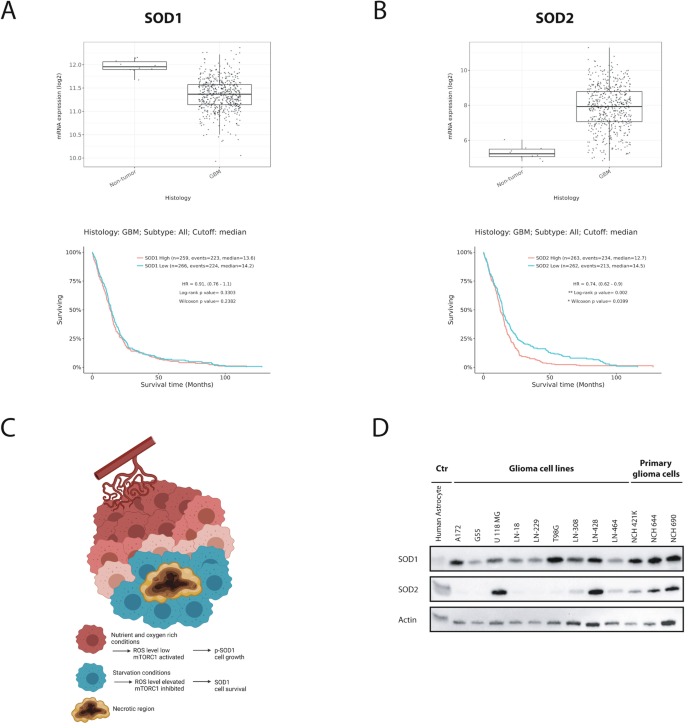 Fig. 1: SOD1 gene expression in human GBs.