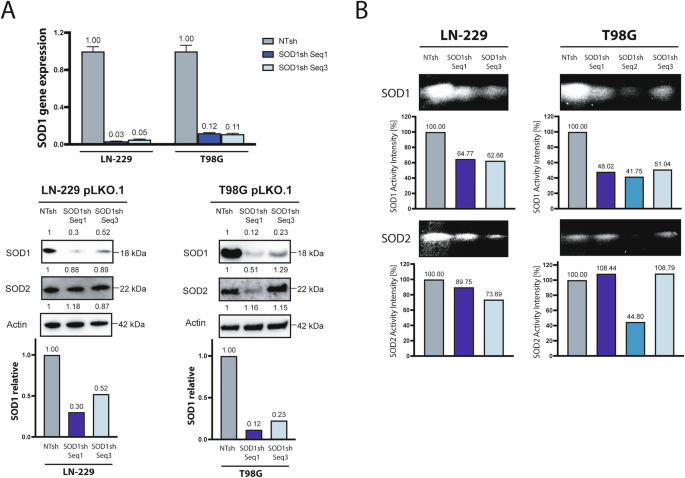 Fig. 2: SOD1 knockdown in human GB cells.