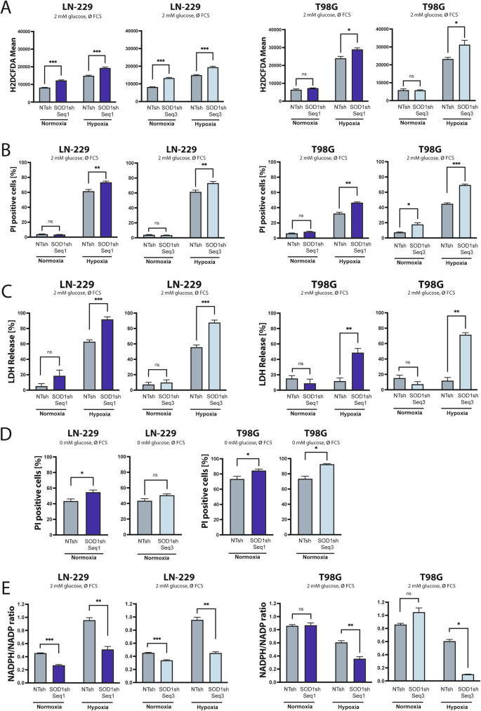 Fig. 3: SOD1 knockdown increases ROS levels and sensitizes human GB cells to nutrient deprivation and hypoxia.