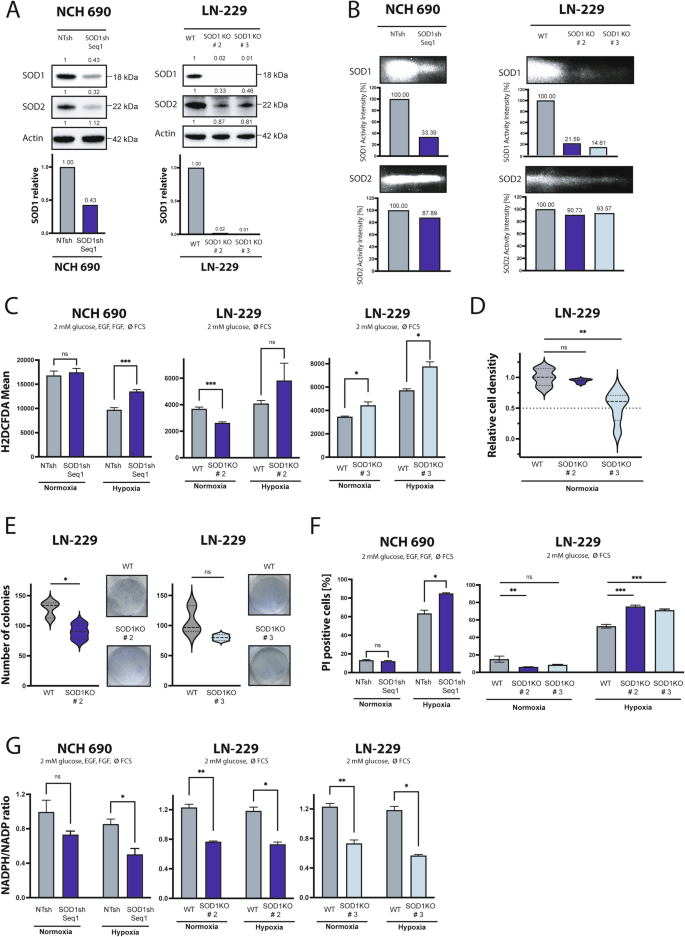 Fig. 4: SOD1 knockdown in human primary GB cells and SOD1 KO in GB cells increases ROS levels, sensitizes to hypoxia-induced cell death and reduces clonogenic survival.