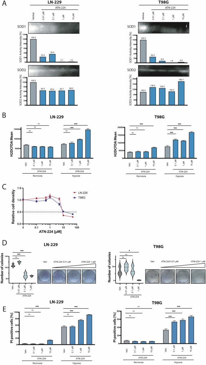 Fig. 5: The small molecule inhibitor ATN-224 inhibits SOD1 activity, sensitizes GB cells for hypoxia-induced cell death and the combination with rapamycin abrogates the protective effect of mTORC1 monotherapy.