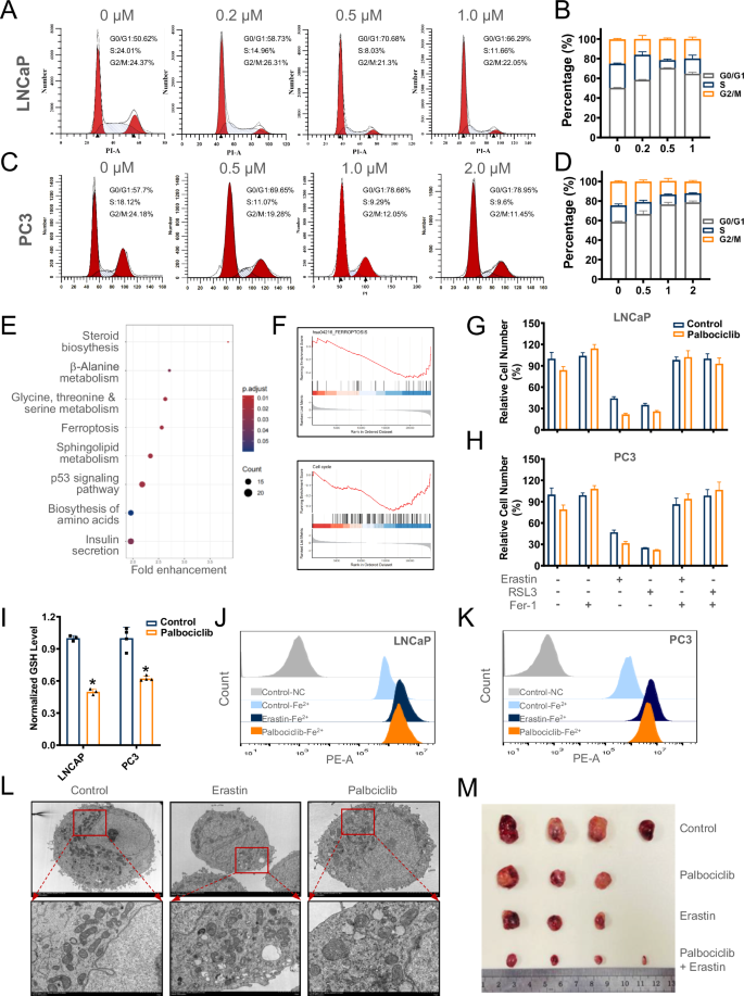 Fig. 1: Palbociclib induces cell cycle arrest and promotes ferroptosis in prostate cancer cells.