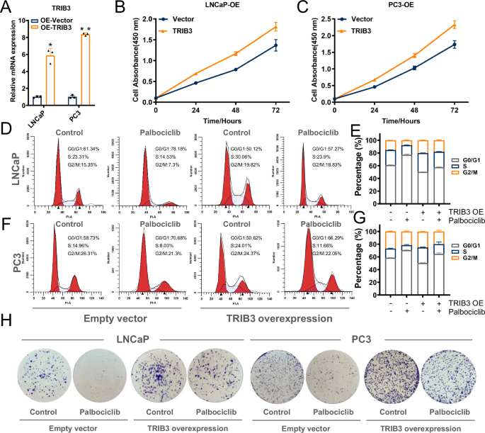 Fig. 3: TRIB3 overexpression neutralizes the inhibition of cell growth by palbociclib in prostate cancer cells.