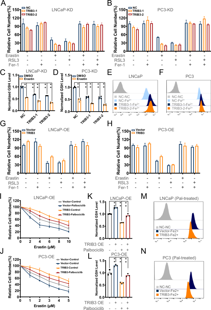 Fig. 4: TRIB3 inhibition of palbociclib triggers ferroptosis in prostate cancer cells.