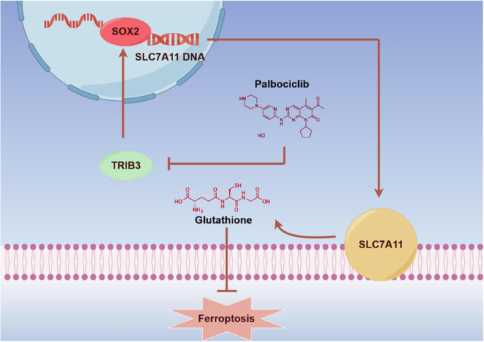 Fig. 7: The schematic diagram showed that palbociclib induces ferroptosis in prostate cancer cells by inhibiting the expression of TRIB3, thereby reducing SLC7A11 expression via the TRIB3/SOX2/SLC7A11 pathway.