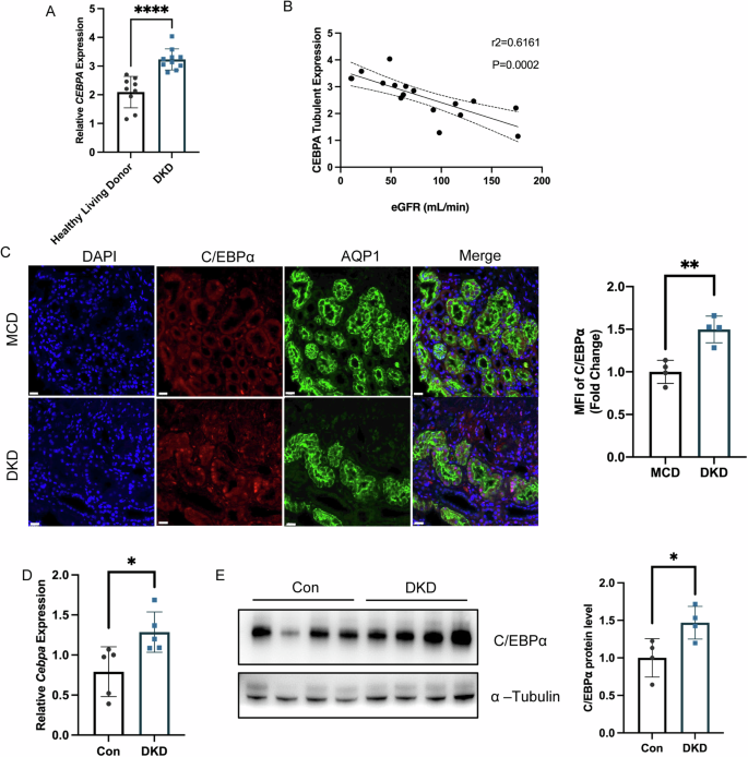 Fig. 1: Increased C/EBPα expression in diabetic kidney disease.