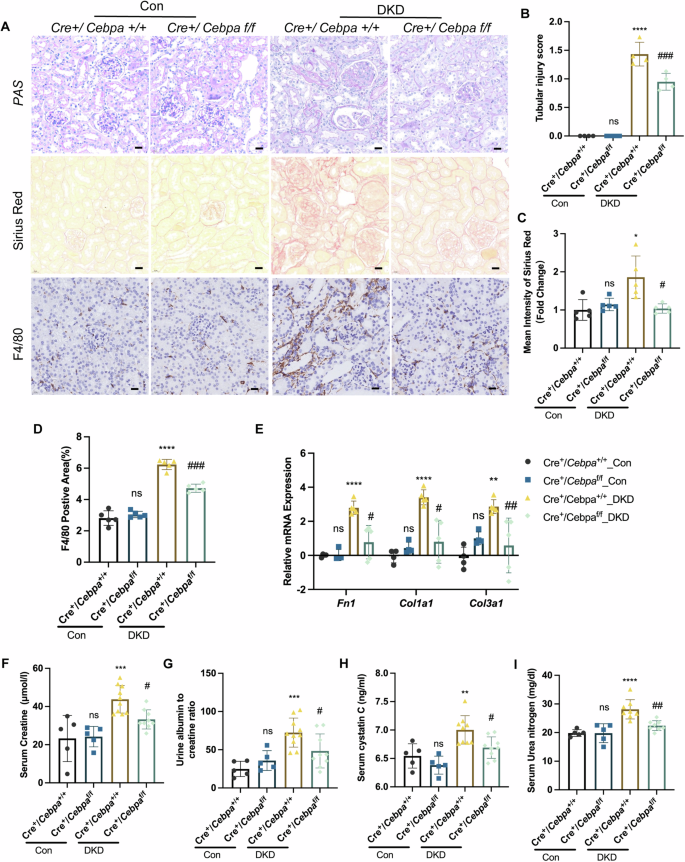 Fig. 2: Specific tubular deletion of C/EBPα alleviated renal injury.