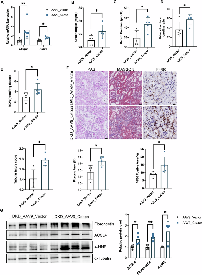 Fig. 5: C/EBPα overexpression exacerbated ferroptosis in DKD mice via ACSL4 upregulation.