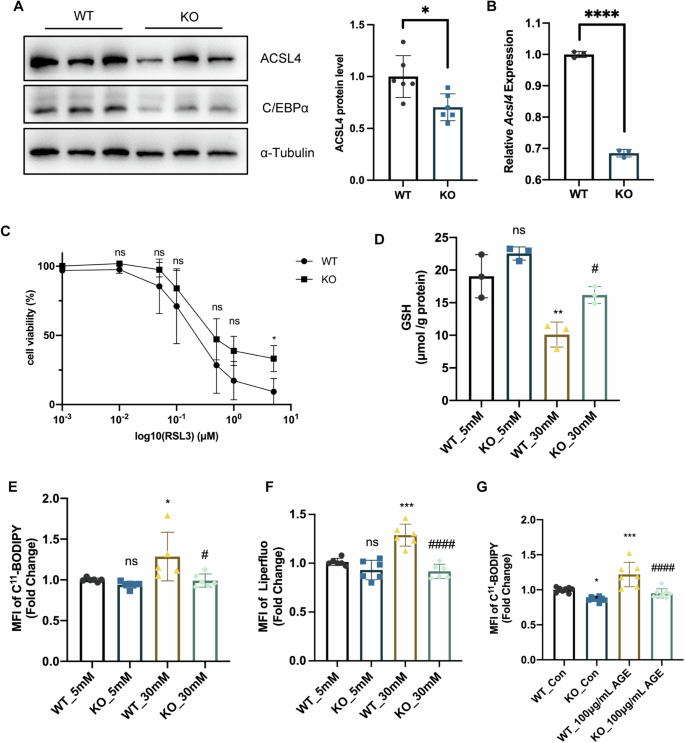 Fig. 6: C/EBPα deficiency alleviated ferroptosis in PTECs by downregulating ACSL4.