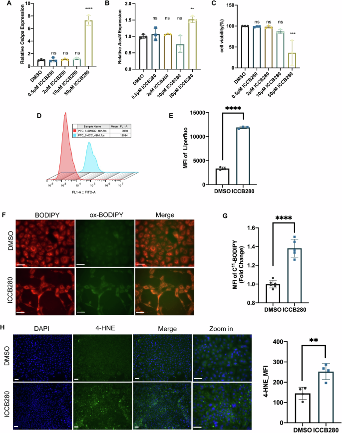 Fig. 7: C/EBPα induced ferroptosis in tubular epithelial cells by upregulating ACSL4.