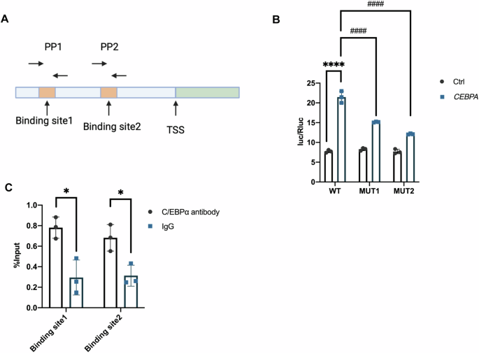 Fig. 8: C/EBPα regulated ACSL4 expression by directly binding to the TRS of ACSL4.