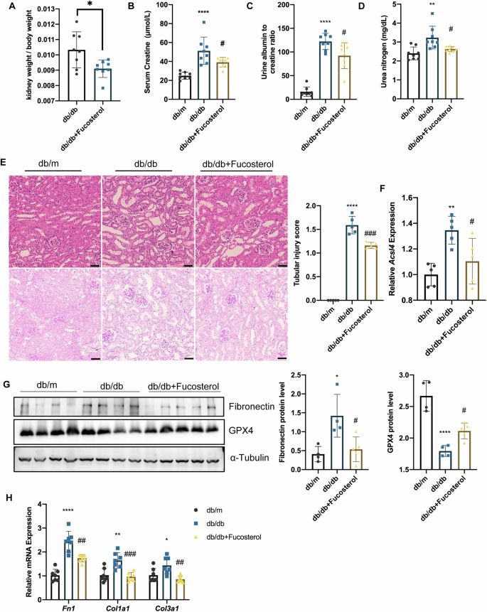 Fig. 9: Fucosterol, which is a potential inhibitor of C/EBPα, relieves tubular injury in db/db mice.