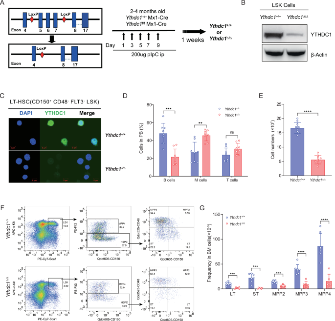 YTHDC1-mediated microRNA maturation is essential for hematopoietic stem ...