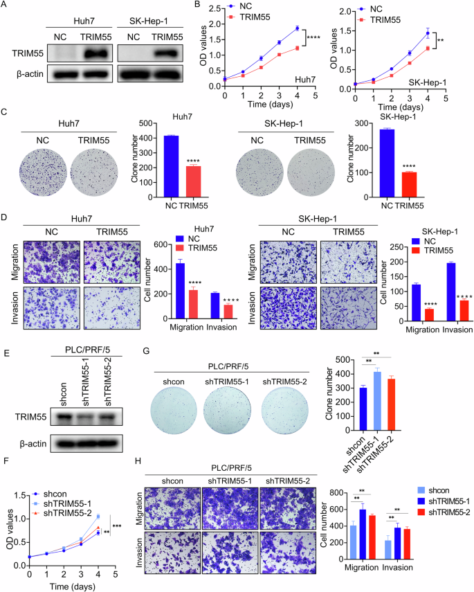 Fig. 2: TRIM55 inhibits the malignant phenotypes of HCC cells.