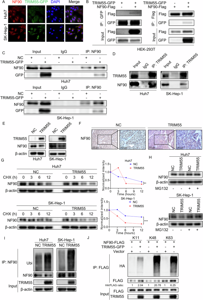 Fig. 5: TRIM55 interacts with and ubiquitinates NF90.