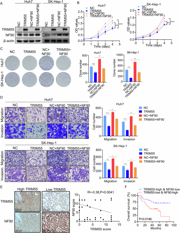 Fig. 6: TRIM55 inhibits HCC cells proliferation and metastasis partially via NF90.