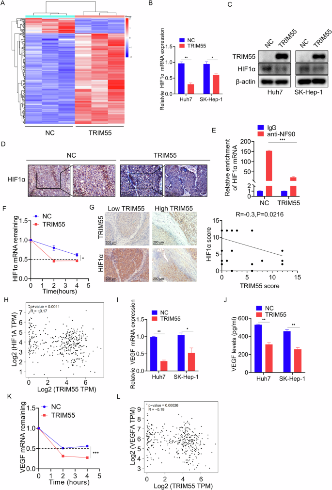 Fig. 7: TRIM55 regulates the HIF1α/VEGF pathway.