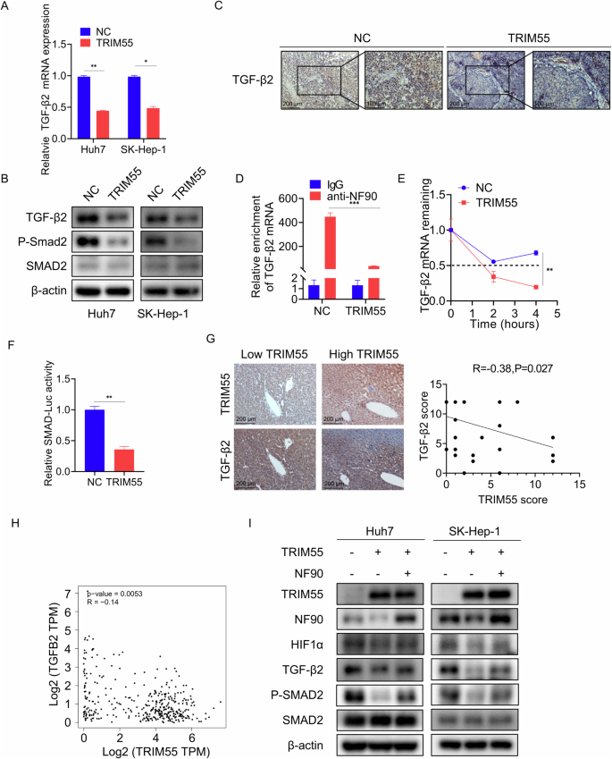 Fig. 8: TRIM55 regulates the TGFβ/Smad pathway.