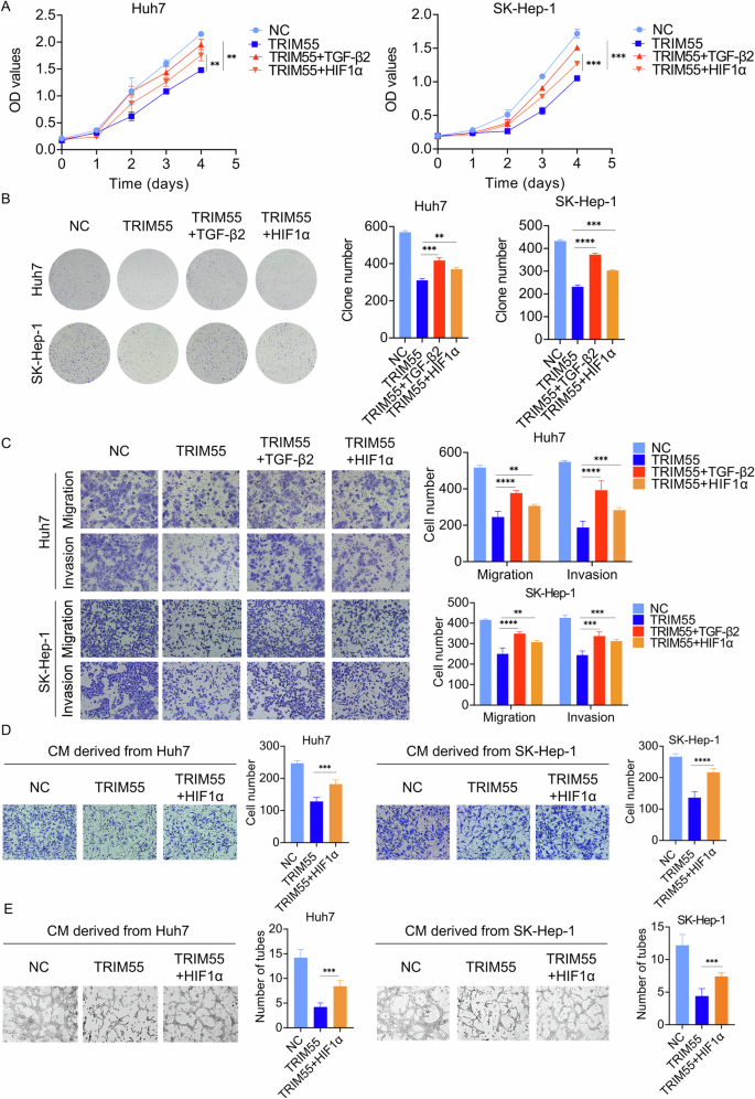 Fig. 9: TRIM55 inhibits HCC progression partially through HIF1α and TGF-β2.