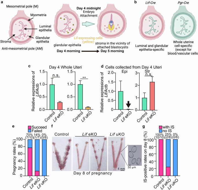 Fig. 1: Uterine deletion of Lif results in severe infertility.