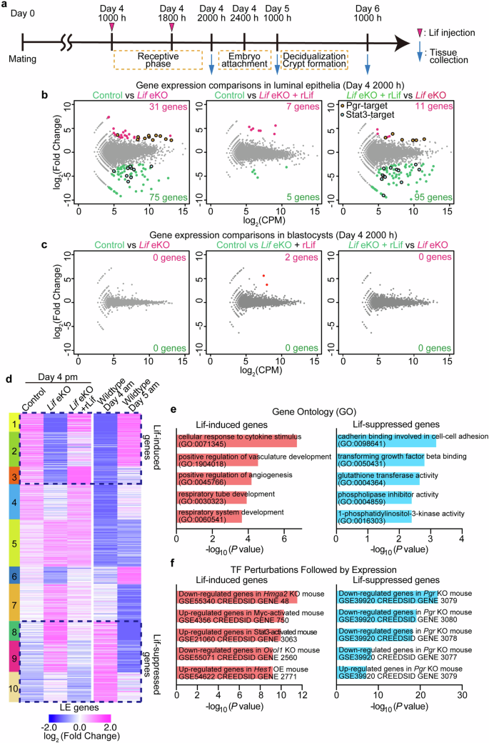 Fig. 3: Epithelial gene expression regulated by Lif during the receptive phase.