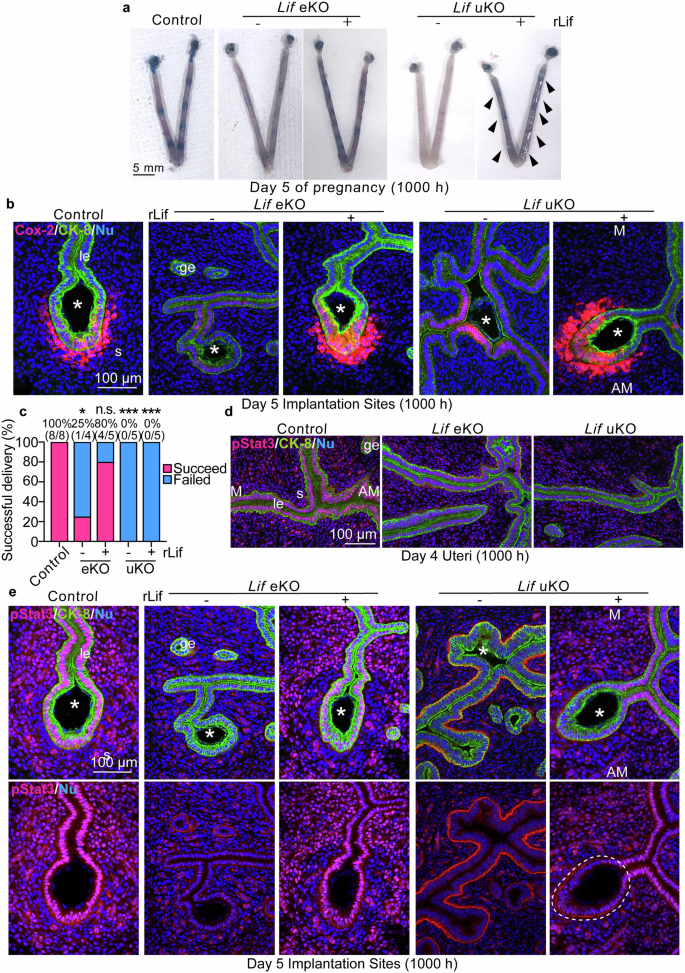 Fig. 4: Lif expressed during the receptive phase facilitates embryo attachment but is not sufficient for complete activation of Stat3 in the epithelial crypts.