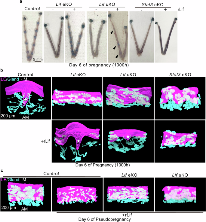 Fig. 5: Lif-induced embryo attachment further promotes epithelial crypt formation, which is dependent on stromal Lif and epithelial Stat3.