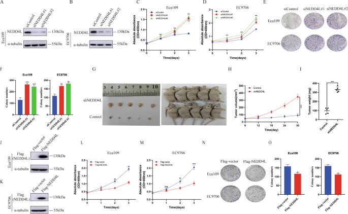 Fig. 2: NEDD4L inhibits ESCC progression in vivo and in vitro.