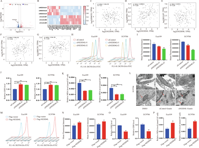 Fig. 3: NEDD4L promotes ferroptosis in ESCC cells.