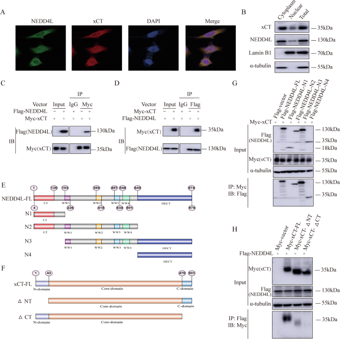Fig. 5: NEDD4L associates with ∆CT domain of xCT through its WW and HECT domain.